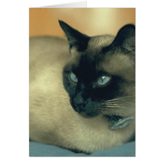 Siamese Cat Card