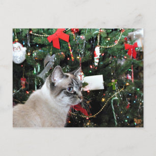 Siamese cat Christmas Holiday Postcard
