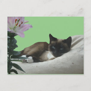Siamese Cat Close Up DIY Postcard