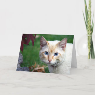 Siamese cat face greeting card