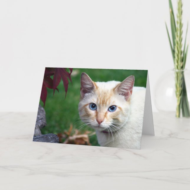 Siamese cat face greeting card (Front)