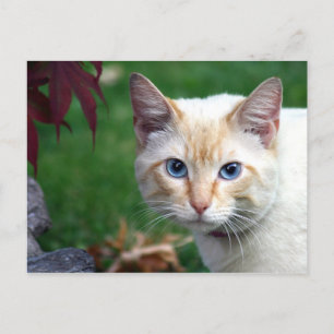Siamese cat face postcard