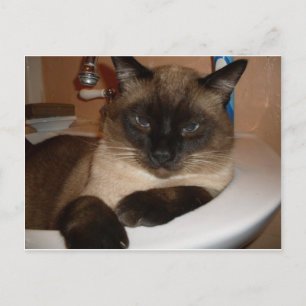 Siamese Cat in Sink Postcard