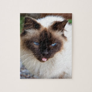 Siamese cat jigsaw puzzle