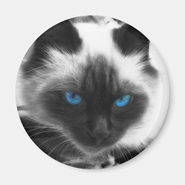 Siamese Cat Magnet (Front)