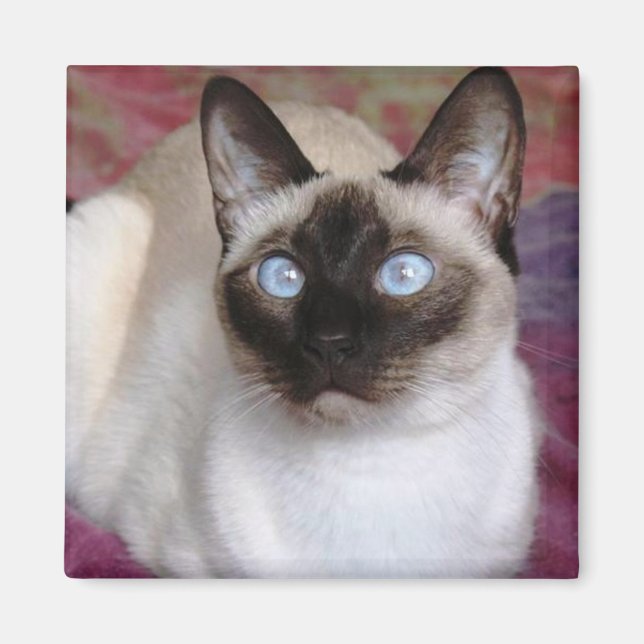 SIAMESE CAT MAGNET (Front)