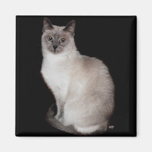 Siamese Cat Magnet