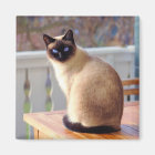 Siamese Cat