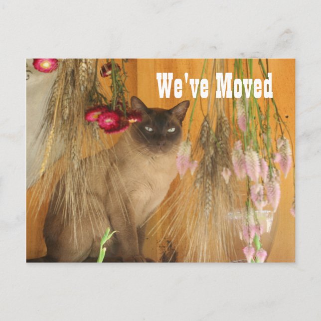 Siamese Cat New Address Announcement Postcard (Front)