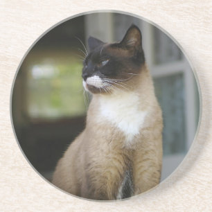 Siamese Cat on the Porch Coaster