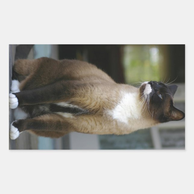 Siamese Cat on the Porch Rectangular Sticker (Front)