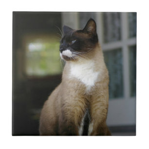Siamese Cat on the Porch Tile