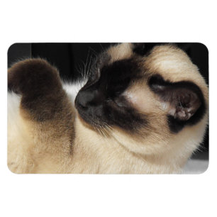 Siamese Cat Pet Purr Meow Kitty Destiny Art Magnet