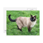 Siamese Cat Pet Purr Meow Kitty Destiny Art