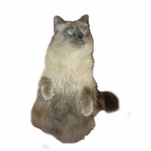 Siamese Cat Photo Sculpture