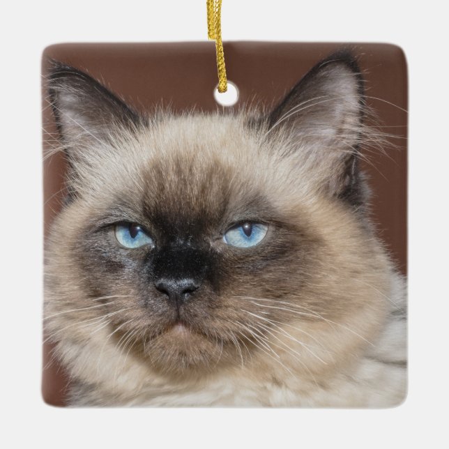 Siamese cat porcelain ornament (Front)