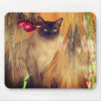 Siamese Cat Posing #3 Animal