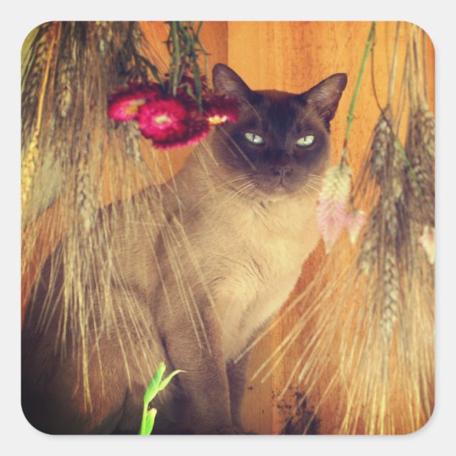 Siamese Cat Posing 3 Animal  Square Sticker (Front)