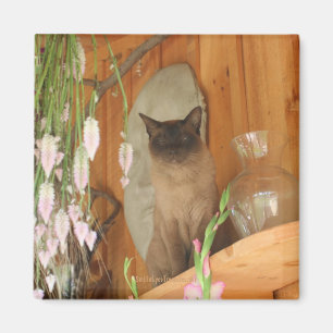Siamese Cat Posing Animal Photography Magnet #1
