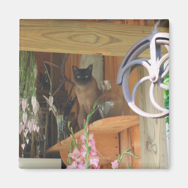 Siamese Cat Posing Animal Photography Magnet #2 (Front)