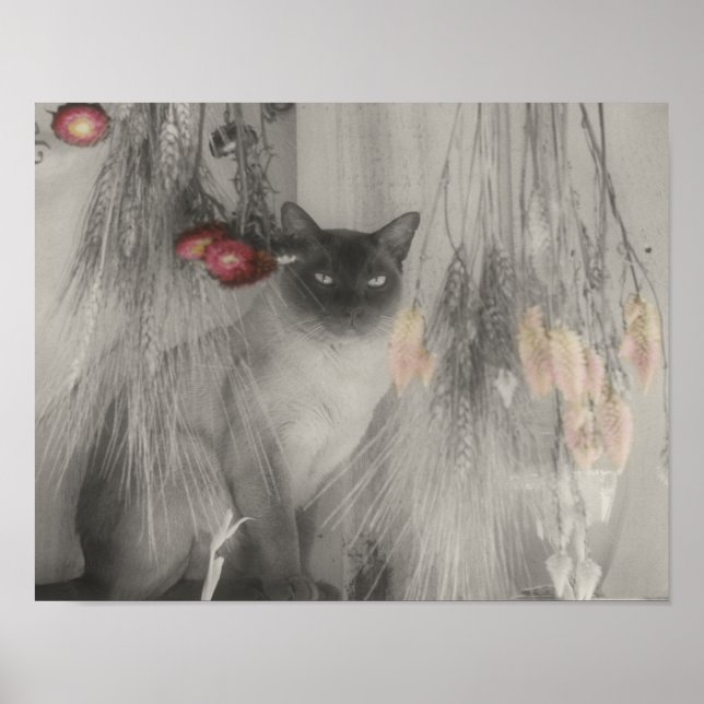 Siamese Cat Posing Partial Colour Poster (Front)