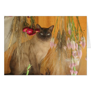 Siamese Cat Posing Photography Card #3