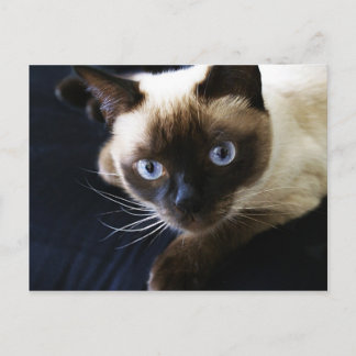 Siamese cat postcard