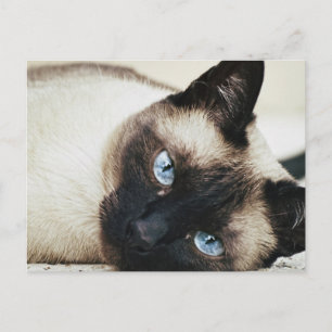 Siamese Cat Postcard