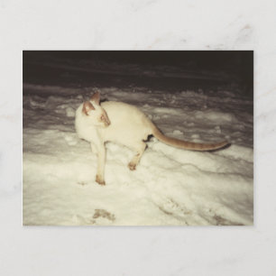 Siamese Cat Postcard