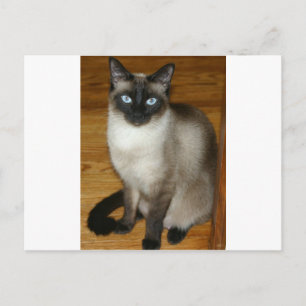 Siamese Cat Postcard