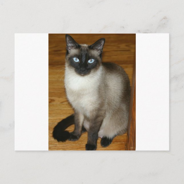 Siamese Cat Postcard (Front)