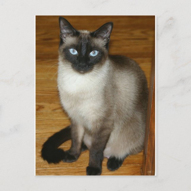 Siamese Cat Postcard (Front)