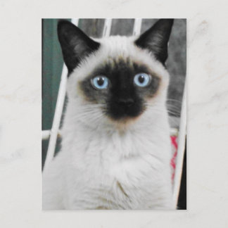 Siamese Cat Postcard