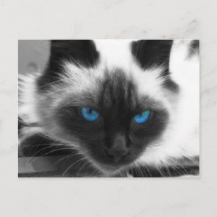 Siamese Cat Postcard