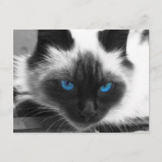 Siamese Cat Postcard (Front)