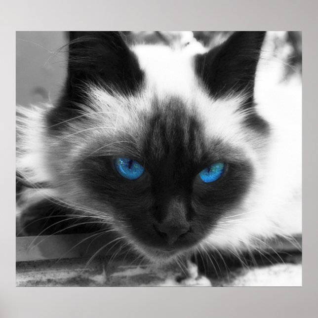 Siamese Cat Poster (Front)