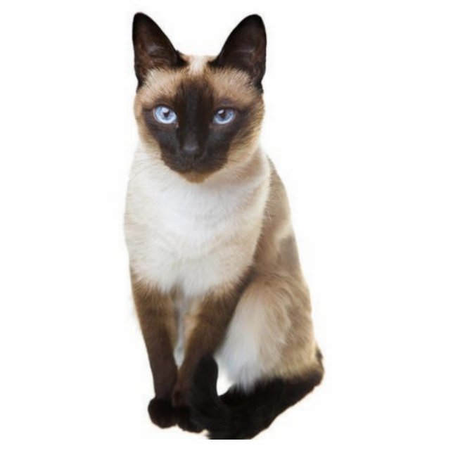 Siamese cat standing photo sculpture (Front)