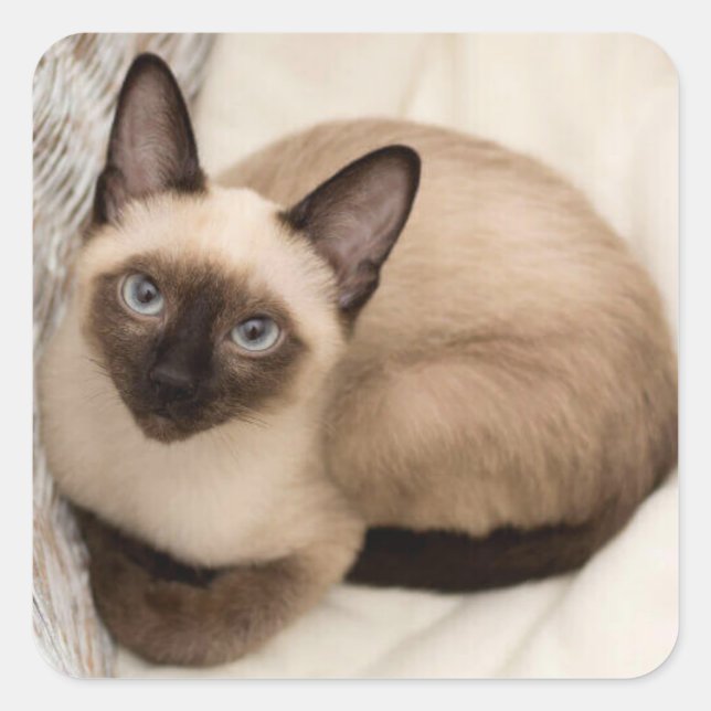 Siamese cat sticker (Front)