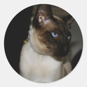 Siamese  Cat  Stickers