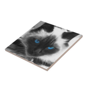 Siamese Cat Tile