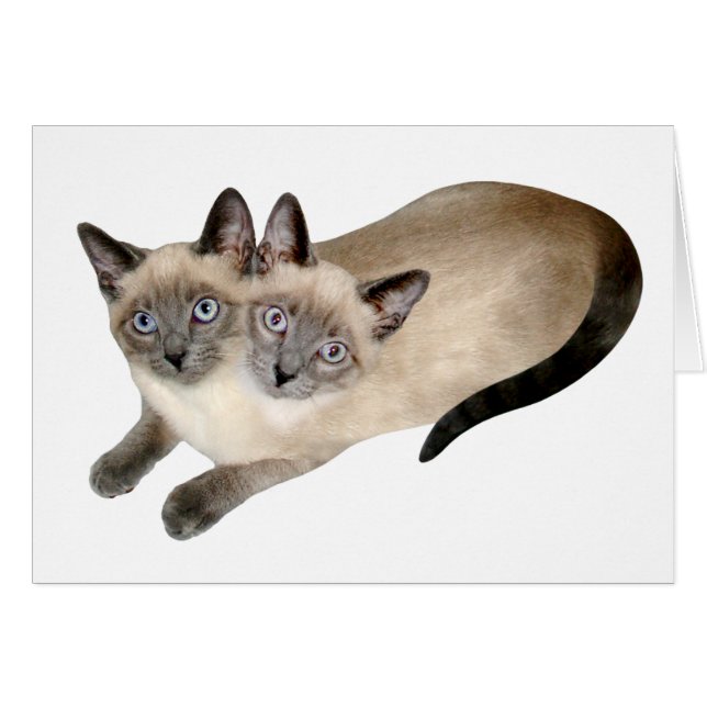 Siamese Cat Twins (Front Horizontal)