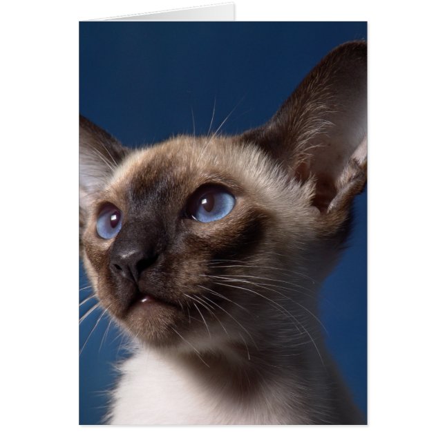 Siamese Cat with Blue Eyes (Front)