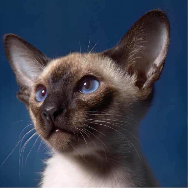 Siamese Cat with Blue Eyes Standing Photo Sculpture (Front)