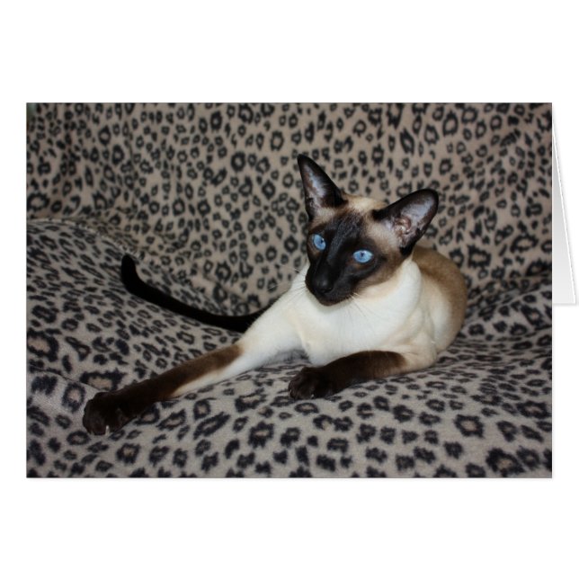 Siamese Cat with Leopard Print Wild Animal Spots (Front Horizontal)