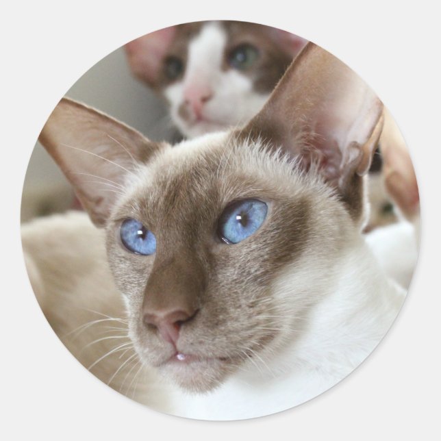 Siamese  Cats Pets Animals Classic Round Sticker (Front)