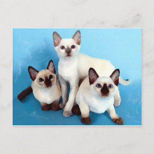 Siamese Cats Postcard