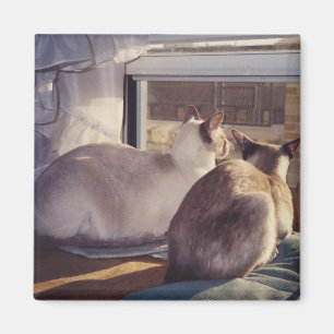 Siamese Cats Two at Window (2) Magnet