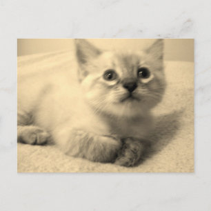 Siamese darling postcard