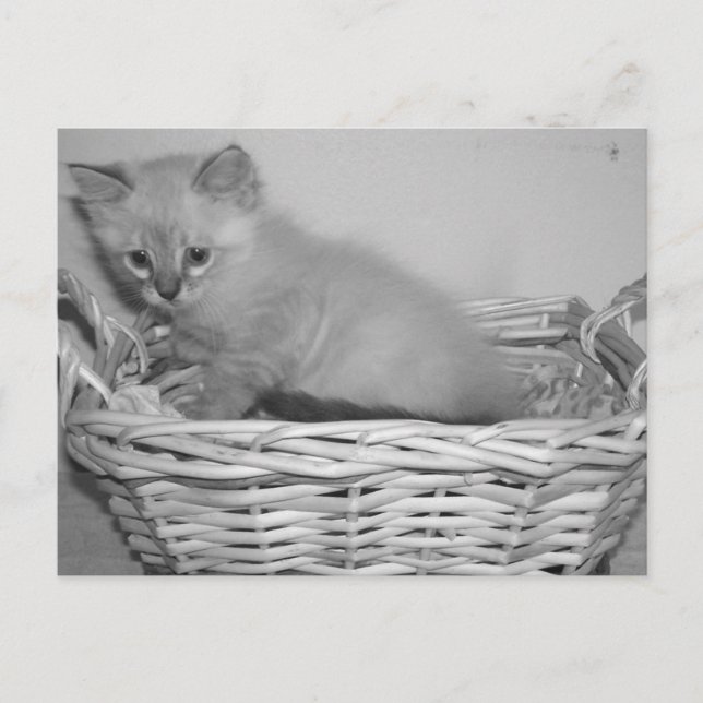 Siamese delivery postcard (Front)