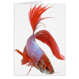 Siamese fighting fish (Betta splendens)